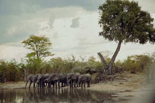 Waterhole